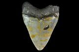 Fossil Megalodon Tooth - North Carolina #129960-1